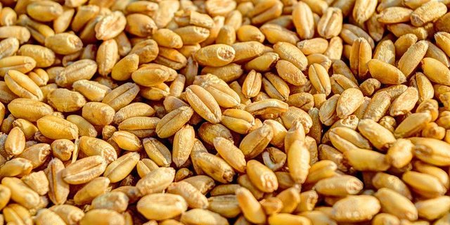 Neue Beiz-Methode schützt Weizenkörner vor Schädlingen. (Bild pd)