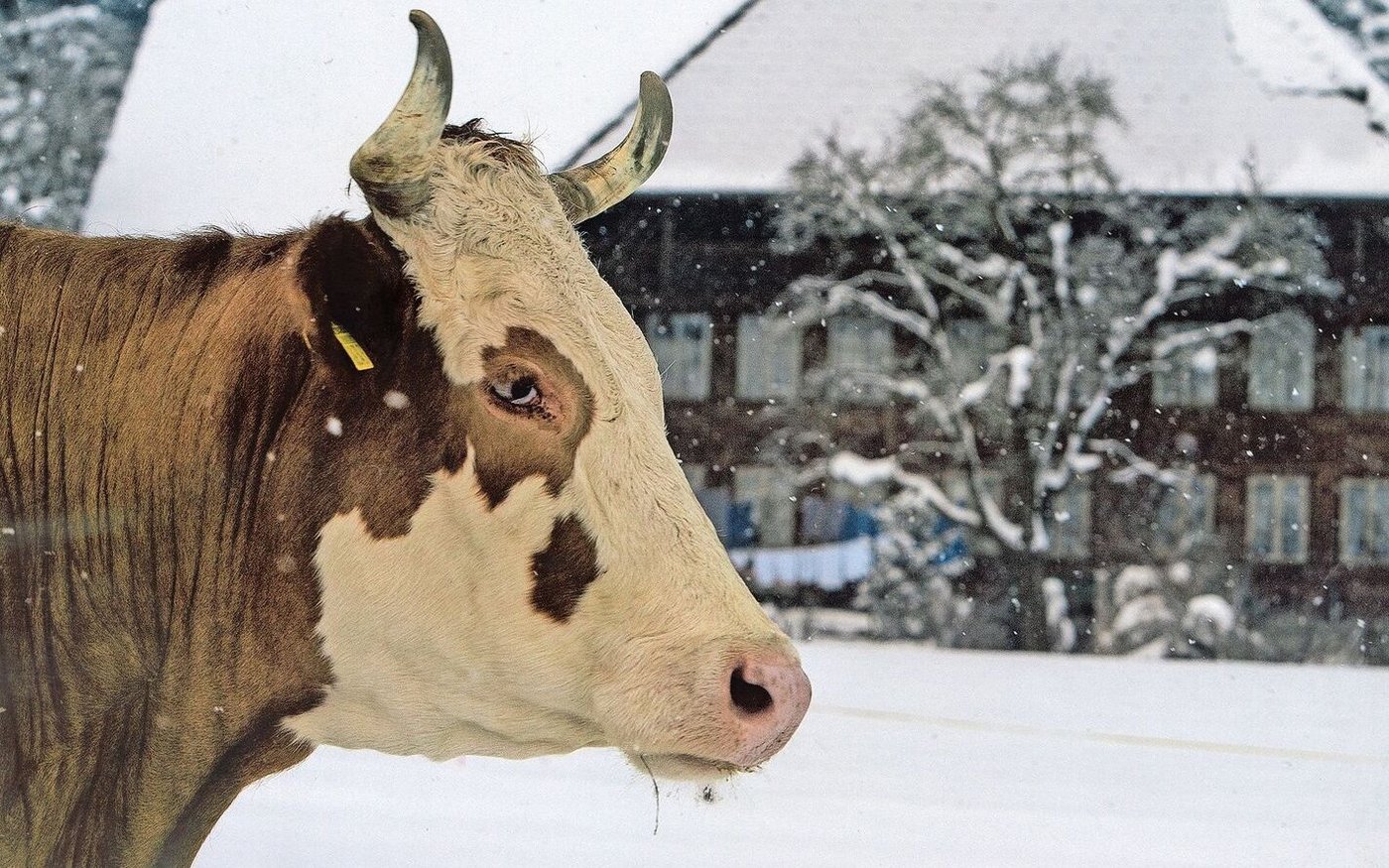Eine schöne Kuh mit Horn bei Bürkis.   