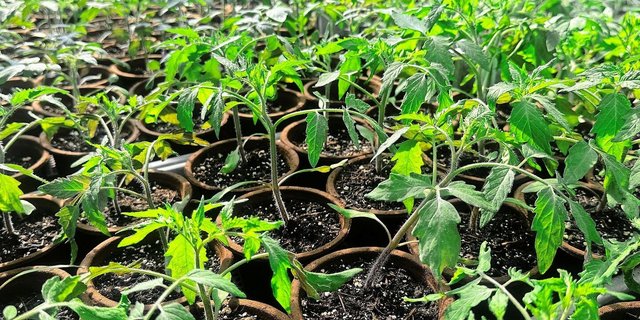 Ab Mitte Mai dürfen die Jungpflanzen in den Garten. Die Bodentemperatur sollte rund 15 Grad betragen. Die Pflanzen tief setzen, damit die Stiele zusätzliche Wurzeln bilden können.