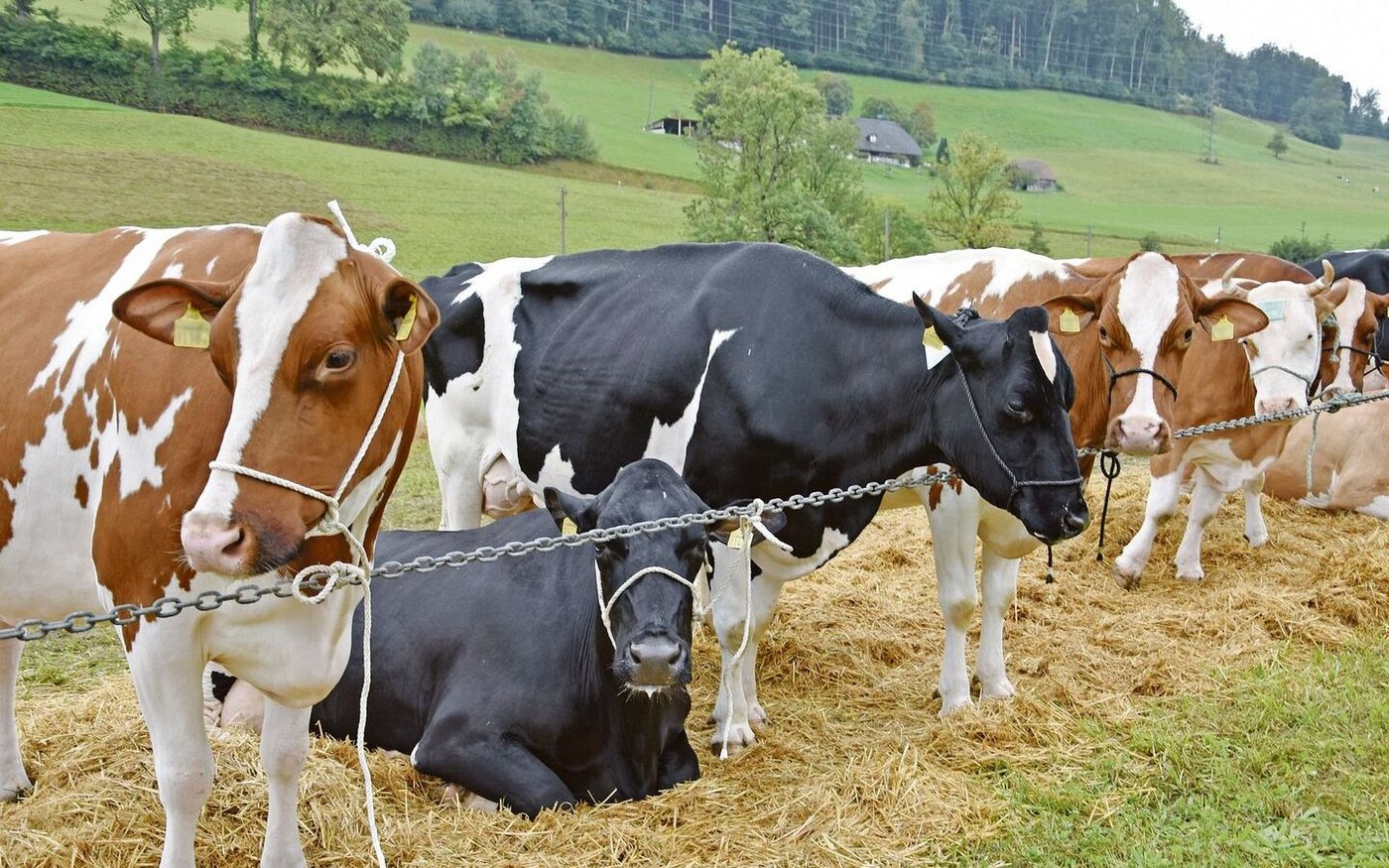 Nur alle drei Jahre findet die  Oberaargauische Zuchtviehausstellung statt. 