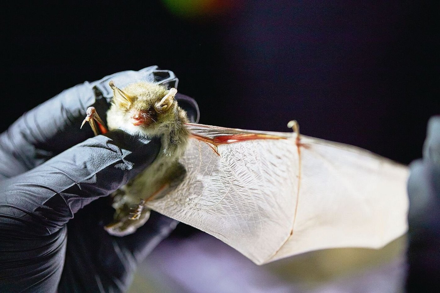 Eine Fransenfledermaus: Geschwächte, verirrte oder verletzte Flattertiere sollte man nur mit Handschuhen anfassen. Sie können nicht nur laut zetern, sondern auch zubeissen. 