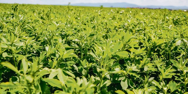 Luzerne kann durchaus als Königin der Futterpflanzen angesehen werden – ihr Einsatz sorgt für Diskussionen.(Bild zVg)