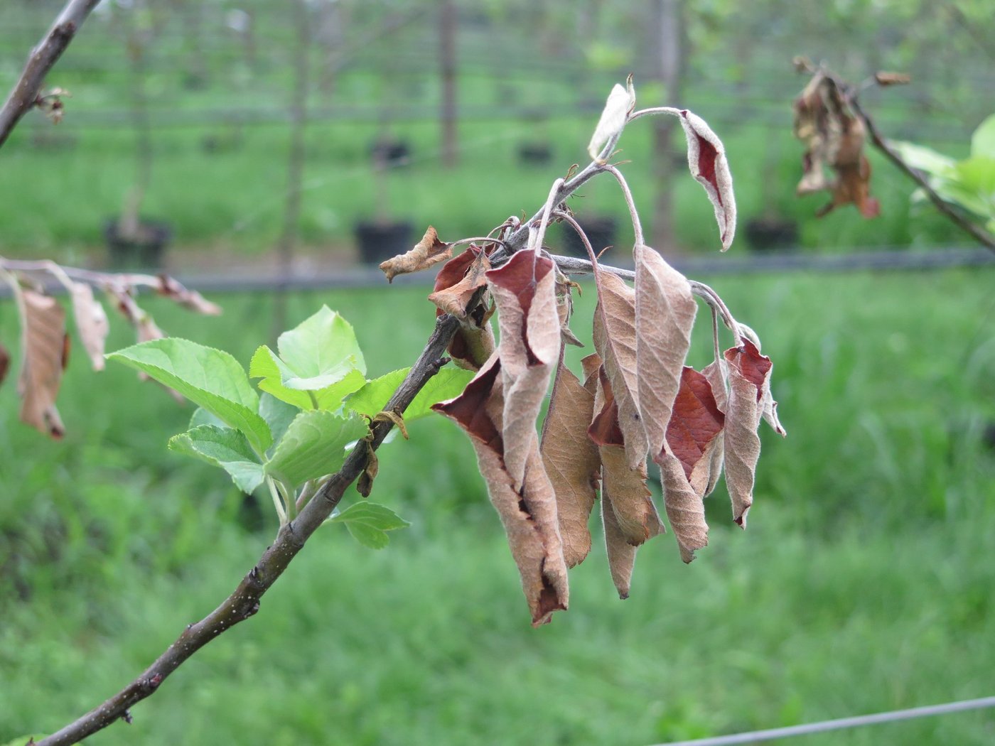 Während der Blütezeit besteht erhöhte Infektionsgefahr für Feuerbrand. (Bild zVg)