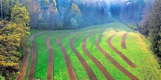 Wenn auf einer Fläche massenhaft Problemunkräuter vorherrschen, eignet sich die Streifensaat-Methode nicht. Der Bestand muss schon einen gewissen extensiven Charakter haben.