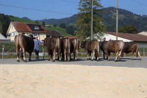 Das schöne Wetter bot gute Bedingungen für die Präsentation der Stiere im Freien. (Bild Reto Betschart)